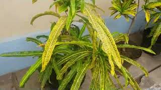 Garden Croton  Codiaeum variegatum  Puring  Native to Indonesia Malaysia  Australia [upl. by Raffaello]