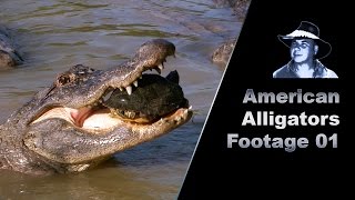 Alligator Eats Turtle Stock Footage [upl. by Euphemiah]