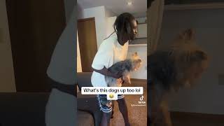 What’s happening here 😂 foryou funny viral short trending dogs fun [upl. by Felice247]