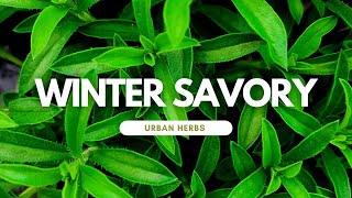 Introducing Herbs Winter Savory [upl. by Heinrich]