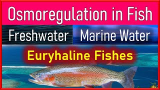 Osmoregulation in Fishes Balance of Salt and Water in Freshwater and Marine Fishes [upl. by Gilliam]