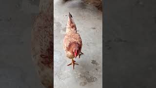 நானும் காடு காடா திரியுறேன்🐔🐓😂shorts [upl. by Cristie]