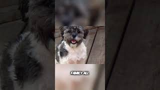 Meet the Shih Poo  Clownish Lap Dog [upl. by Anyg]