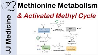 Methionine Metabolism and Activated Methyl Cycle  Pathway and Purpose [upl. by Eenej435]