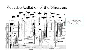 Lecture 18 Amniotes and Ecology [upl. by Curran]