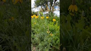 Long Headed Yellow Prairie Coneflowers is a Pretty Wild Flower in South Dakota wildflowers [upl. by Ahsitak607]