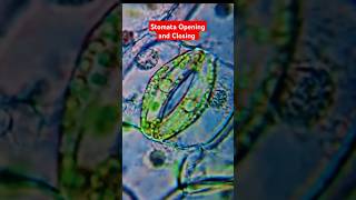 Mechanism of Opening and closing of stomata stomata plantphysiology mechanism agriculture viral [upl. by Elocel37]