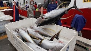 Yellowfin tuna Thunnus albacares unloading at Sydney Fish market  Australia [upl. by Inge]