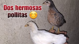 Más de mis EJEMPLARES les presento a estas 2 GALLINITAS [upl. by Valma]