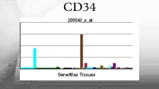 CD34 [upl. by Nosnorb]