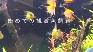 初めての観賞魚飼育  熱帯魚編 [upl. by Edda]