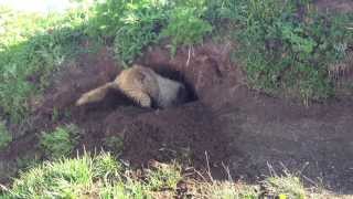 Hoary Marmot digging a burrow [upl. by Anerhs]