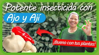 Cómo hacer un INSECTICIDA CASERO para plantas con AJO Y AJÍ SUPER EFECTIVO Moscas áfidos minadores [upl. by Florina]