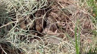 Cottontail Rabbit Nest w Baby Rabbits [upl. by Letnuahs]