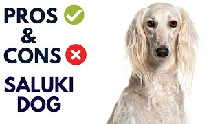 Saluki Dog Breed Pros and Cons  Saluki Dog Advantages and Disadvantages AnimalPlatoon [upl. by Dessma634]