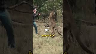 This man saved his dog from a big kangaroo animalrescue funnyanimals save [upl. by Lauryn475]