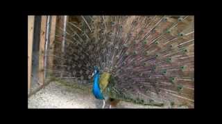 Beautiful Peacocks MatingUp Close and Real Personal [upl. by Scotney]