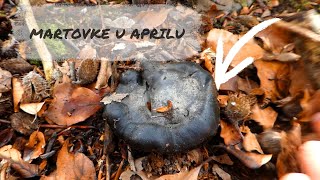 Martovke u Aprilu  Hygrophorus marzuolus [upl. by Nylkoorb]