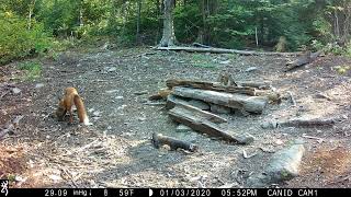 Trail Cam Highlights  Northern Maine  Late 2023 [upl. by Calisa]