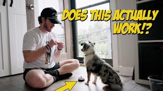 Potty Training My Australian Shepherd Puppy With A Bell [upl. by Schnapp694]