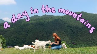 a day in my life in korea 🐐solo trip to a goat farm and cafe VLOG  a studio ghibli dream [upl. by Asennav]