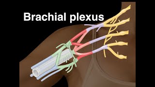 Brachial plexus [upl. by Edmond121]