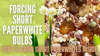 Forcing Paperwhite Bulbs 🌼  The Secret To Growing Short Paperwhites  How To Grow Paperwhites [upl. by Swenson982]