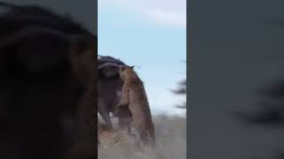 The Death Race Ostrich vs Lions😲  Lion Vs Ostrich Fight To Death  shorts [upl. by Gruber]