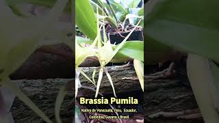 Brassia pumila orquibor brassia orquideas orchids [upl. by Lemraj]