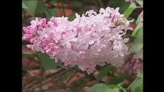 Gardening in the Zone Lilacs [upl. by Acemahs]