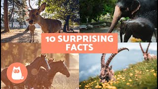 10 SURPRISING FACTS About MAMMALS 🐻 Fun Mammal Facts [upl. by Irot]