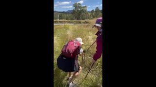 Woman attacked by kangaroo while trying to save joey [upl. by Braden]