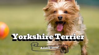 Is Yorkshire Terrier a Good Dog Breed  Everything you need to know about Yorkshire Terrier [upl. by Meridel]