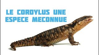 Le Cordylus une espèce méconnue [upl. by Nanaek]