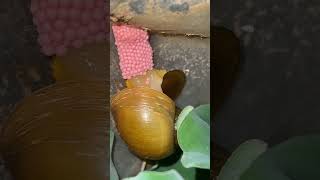 Snail laying eggs [upl. by Imer]