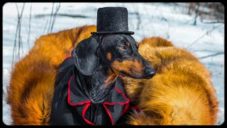 The duel of Onegin and Lensky by dachshund dog [upl. by Ahsenrac]