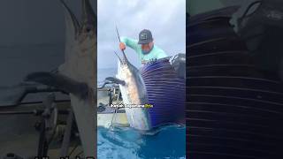 Pria Ini Menaklukkan Sailfish Ikan Tercepat di Laut shorts sailfish [upl. by Enerahs377]