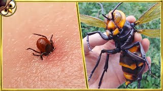 30 Most Dangerous Insects In The World [upl. by Tannie]