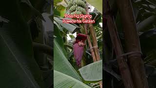 Puso Ng Saging buhayofw youtuber shorts pusongsaging felyncalumag27 [upl. by Amhser]