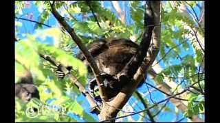 Mamifero Atelidae Alouatta palliata Gray 1849 Mono congo goldenmantled howling monkey [upl. by Schaper]