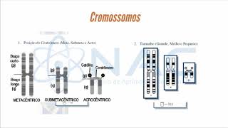 Módulo 2  Cromossomos  Curso de Citogenética Humana  NAC [upl. by Myriam]