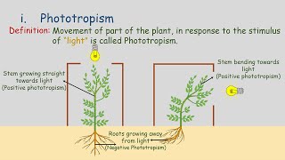 Tropic Movements  Movement in Plants  Phototropism  Geotropism  Hydrotropism  Chemotropism [upl. by Yenahteb897]