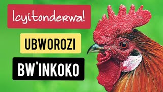 Dore icyitonderwa⚠️ mbere yo korora Inkoko [upl. by Leirvag232]