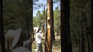 SHORT  🌲 Los RESINEROS Obtención tradicional de RESINA de los pinos Vídeo completo en mi canal [upl. by Ban]