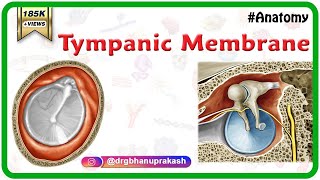 Tympanic Membrane Anatomy  Head and neck Anatomy medical animations  USMLE Step 1 [upl. by Niuqram]