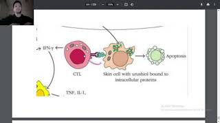 10hypersensitivity type 4 [upl. by Eelirem]