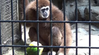 Cute whitehanded gibbon lick watermelon🍉 スイカ🍉を舐めるシロテテナガザル【Cute animal videos】【羽村市動物園】 [upl. by Ahders]