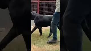 Big Black Boerboel [upl. by Mohammed]