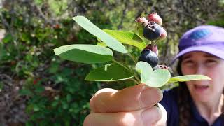 Saskatoon Amelanchier alnifolia [upl. by Isiahi926]