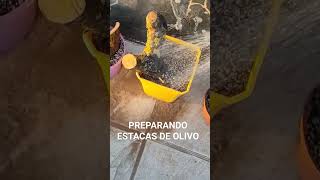 Como hacer estacas de olivo bonsai [upl. by Ardnasela398]